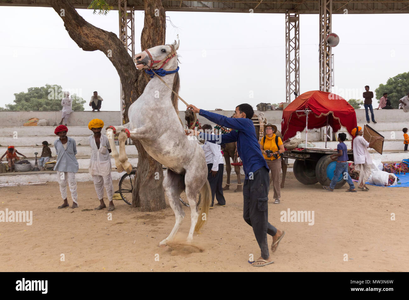 Grau Marwari Pferd Zucht im Stadion an der Pushkar Camel Fair, Rajasthan, Indien. Stockfoto