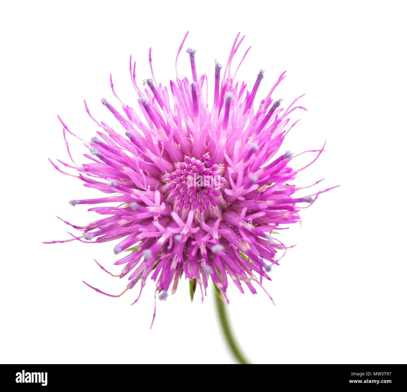 Distel Blume isoliert auf weißem Hintergrund Stockfoto