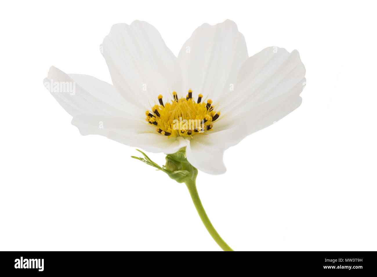 Weiße Garten Kosmos Blume isoliert auf weiss Stockfoto