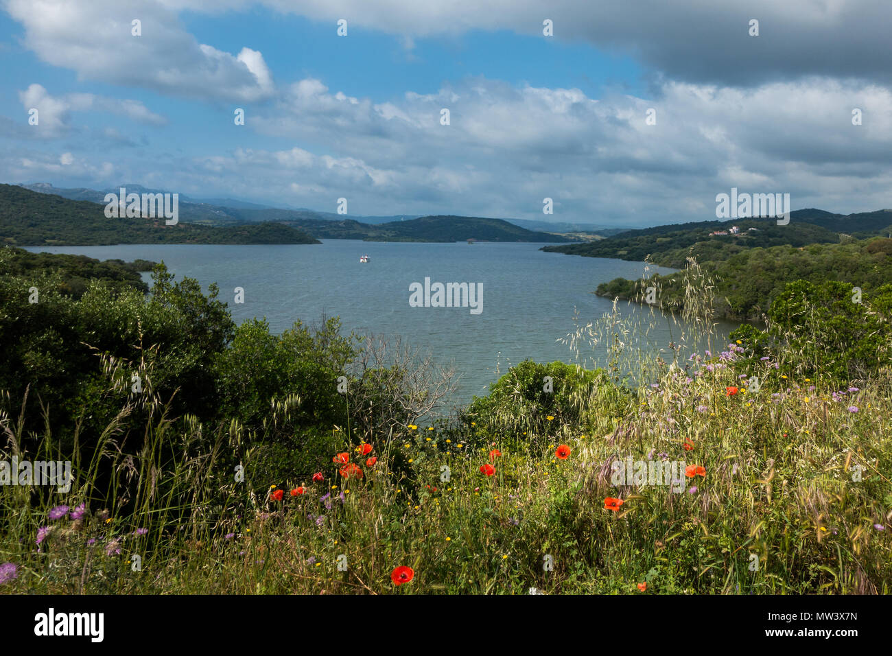 Lago di Liscia mit roten Mohnblumen, Behälter, um Luras, Gallura, Sardinien, Italien Stockfoto