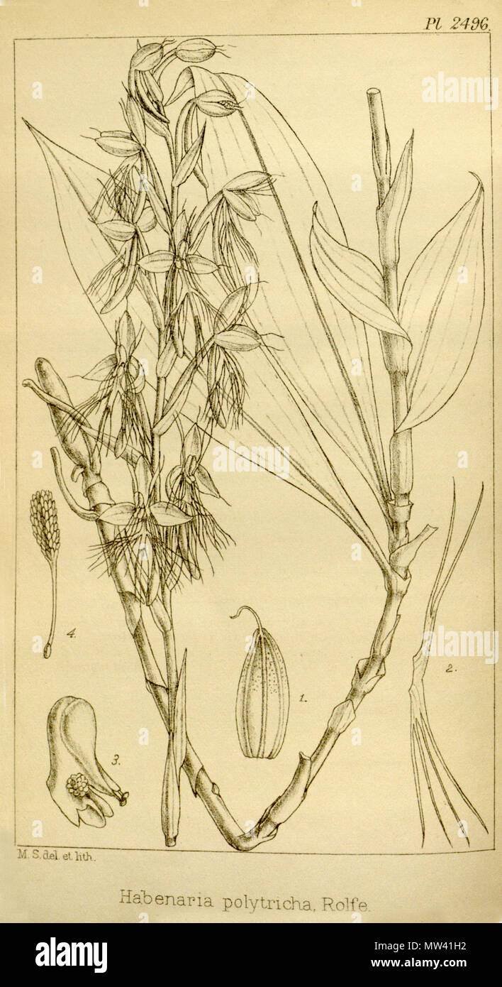 . Abbildung: Habenaria Polytricha. 1896. M. S. (wahrscheinlich = Matilda Smith, 1854-1926) del. et lith. Beschreibung von R. A. Rolfe (1855-1921) 262 Habenaria polytricha - Hooker's Icones Plantarum Vol. 25 pl. 2496 (1896) Stockfoto