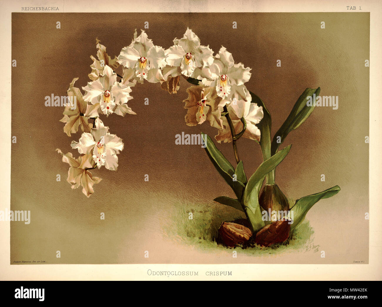 . Odontoglossum crispum. zwischen 1888 und 1894. H. Sotheran & Co., London (Editor) 219 Friedrich Sander - Reichenbachia ich Platte 01 (1888) - Odontoglossum crispum Stockfoto