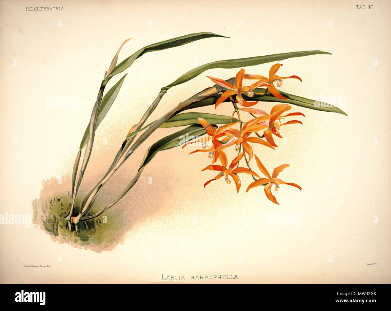 . Cattleya harpophylla. zwischen 1888 und 1894. H. Sotheran & Co., London (Editor) 220 Friedrich Sander - Reichenbachia ich Platte 40 (1888) - laelia harpophylla Stockfoto