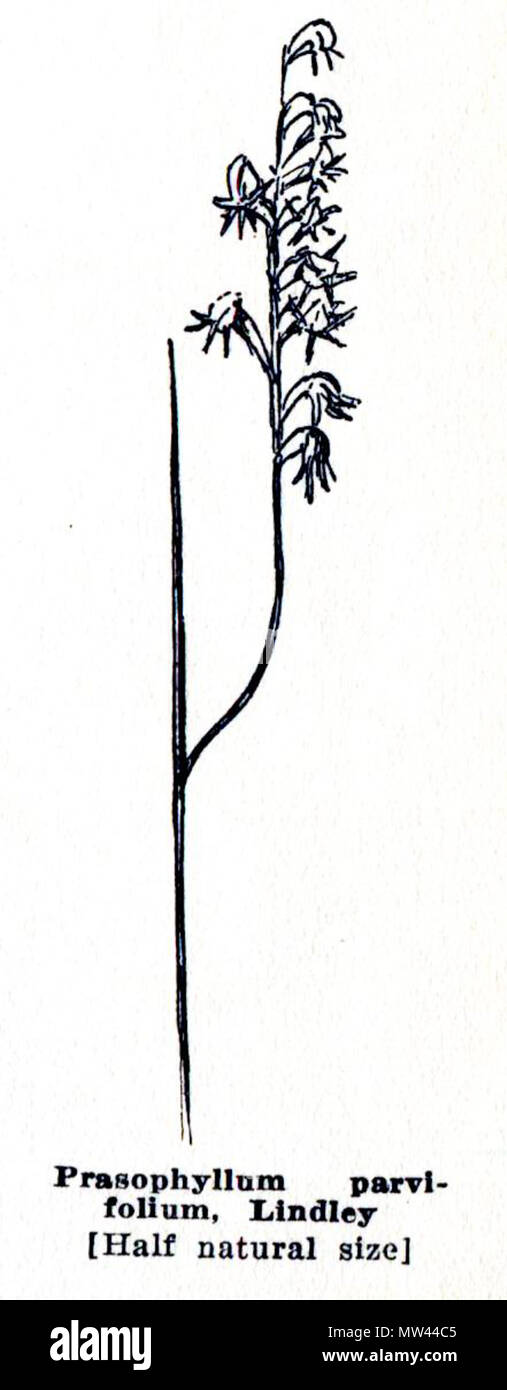 . Prasophyllum parvifolium, Bild von Gutenberg Version von Emily Pelloe: 'West Australian Orchideen", Seite 27. 1930. Emily H. Pelloe 475 Pelloe - West Australian Orchideen p27 Stockfoto