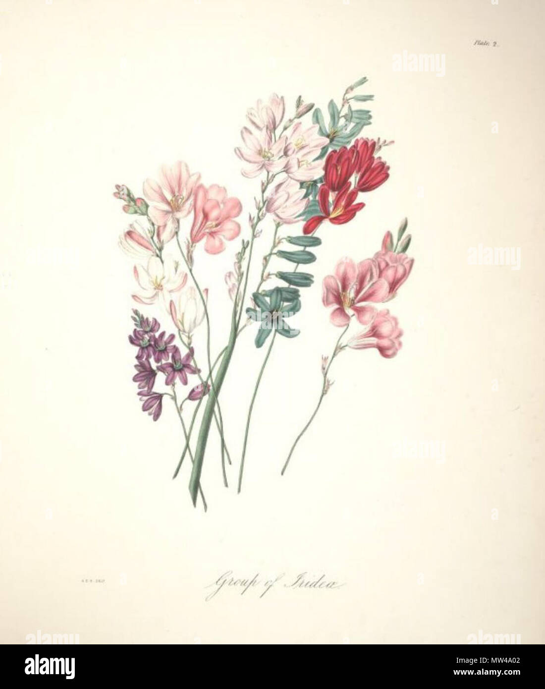 . Englisch: Tritonia viridis (aiton) Ker Gawl. ist ein Synonym von Freesie viridis (aiton) Goldblatt & J.C.Manning. zwischen 1843 und 1844. Arabella Elizabeth Roupell (1817 - 1914) Alternative Namen; Roupell Roupell; Arabella Arabella Elizabeth Pigott Beschreibung British-South Afrikanischen botanischen Illustrator, Maler und Botaniker Geburtsdatum / Tod 23. März 1817 vom 31. Juli 1914 Ort der Geburt Newport Authority control: Q 4783330 VIAF: 15525826 Botaniker: Roupell GND: 116664444 54 Arabella Elizabeth Roupell, 02. Stockfoto