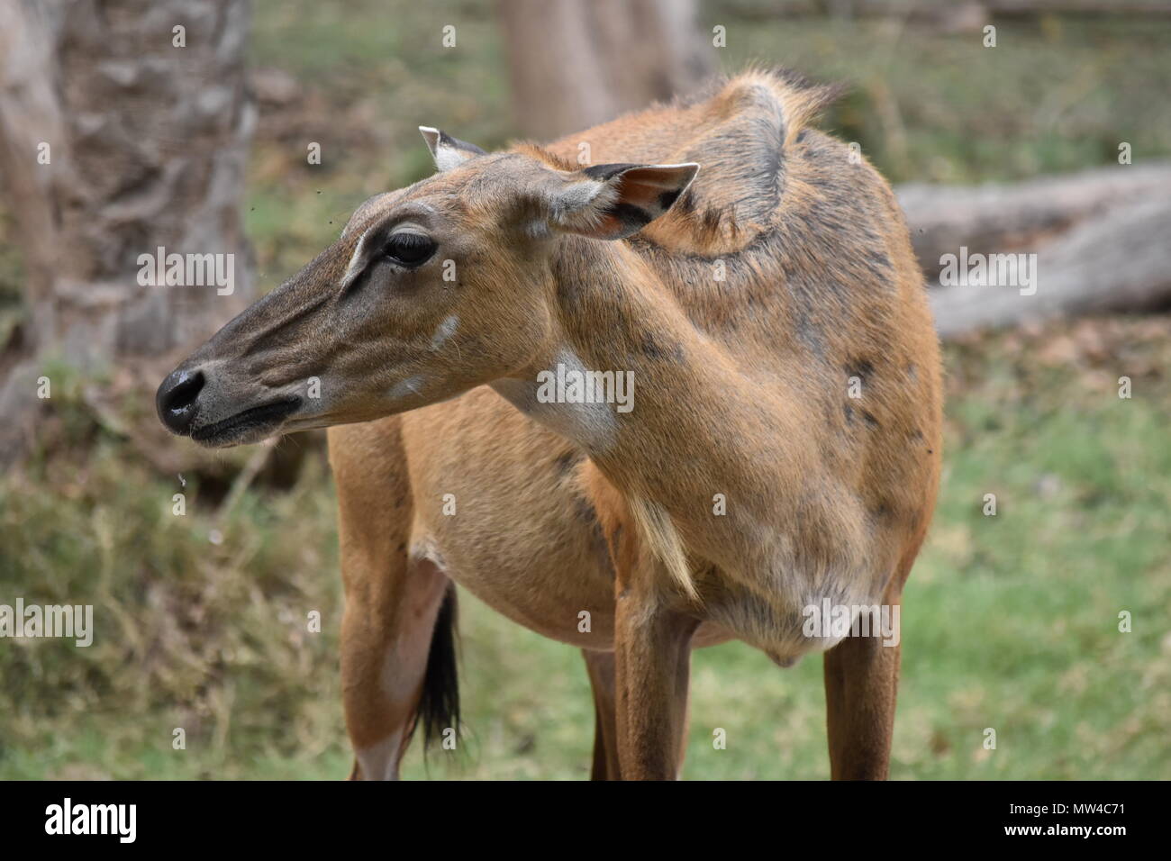 Nahaufnahme eines weiblichen Nilgai am Chhatbir Zoo, Zirakpur, Indien. Stockfoto