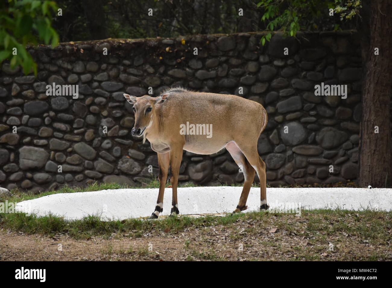 Eine weibliche Nilgai am Chhatbir Zoo, Zirakpur, Indien. Stockfoto