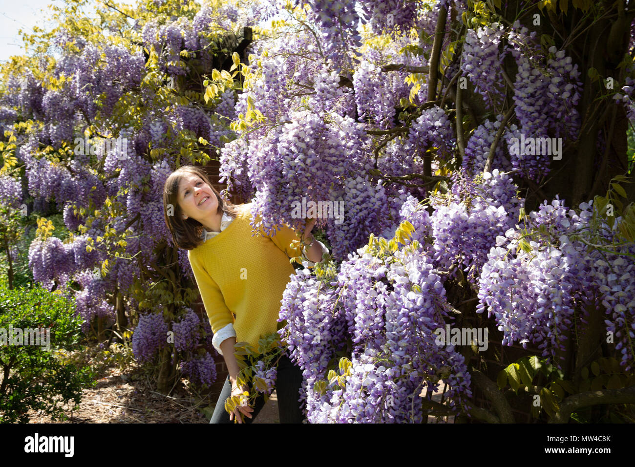 Aimee Tilsley bewundern Sie die blühenden Glyzinien im Schlossgarten, Tamworth, Staffordshire Stockfoto