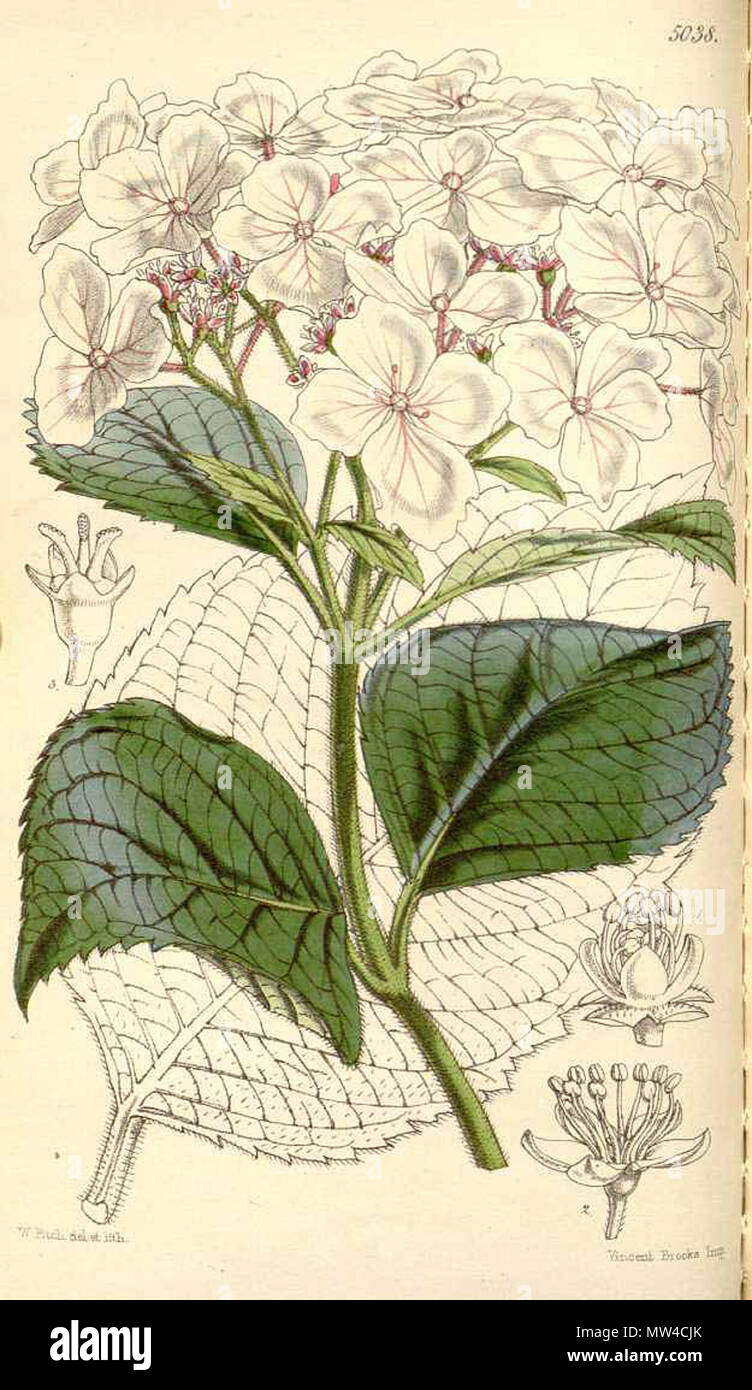 . Englisch: Hydrangea stylosa, wie Hortensie cyanema. 2 Juni 2012, 23:29:09. W.H. Fitch 289 Hortensie stylosa Stockfoto