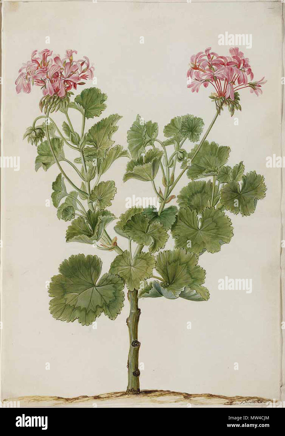 . Englisch: Pelargonium zonale. 2 Juni 2012, 23:30:28. J. Moninckx 475 Pelargonium zonale Stockfoto