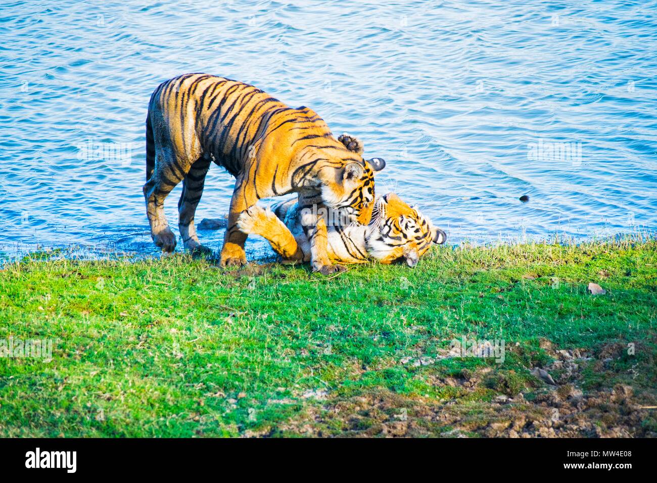 Ranthambore Tiger, Indien Stockfoto