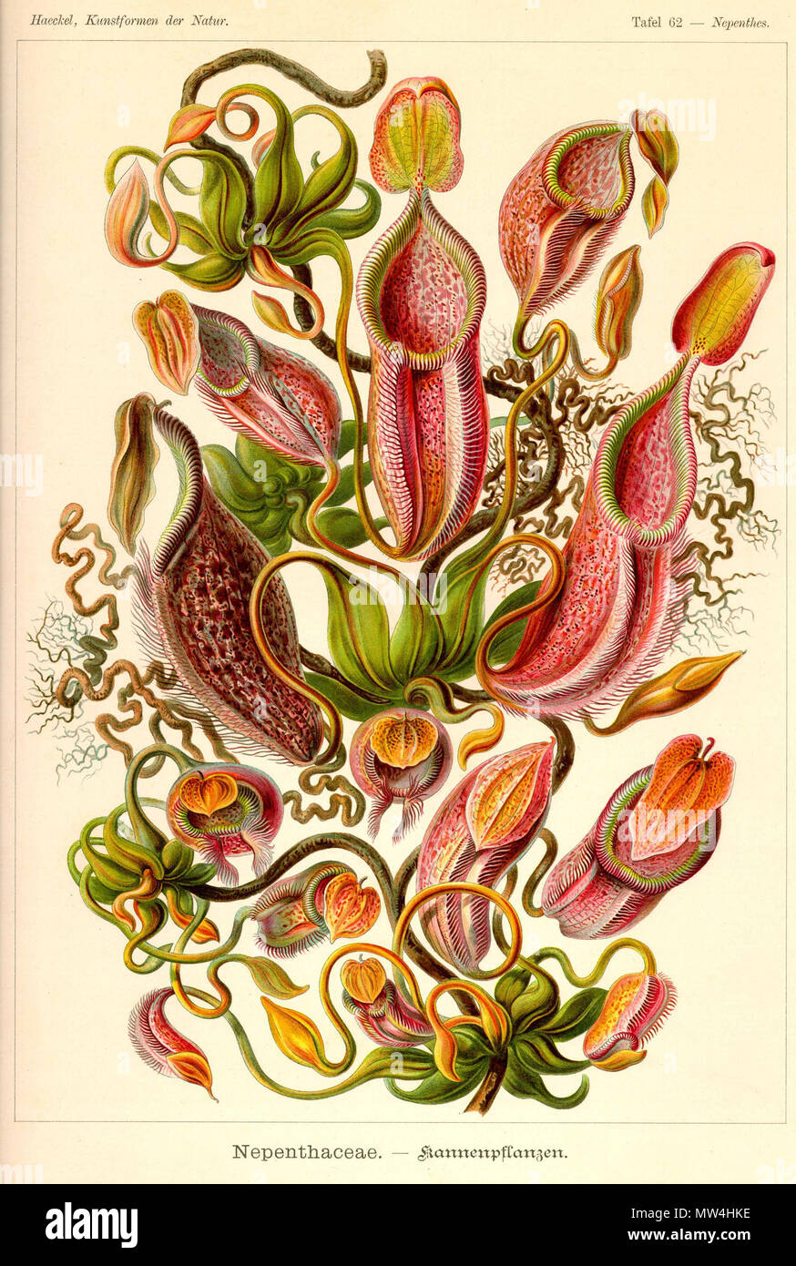 . Englisch: Nepenthes melamphora (N. Gymnamphora) aus Kunstformen der Natur, t. 62 (1900). 11 Februar 2013, 02:06:51. Ernst Haeckel 440 Nepenthes melamphora - Kunstformen der Natur (1900) Stockfoto