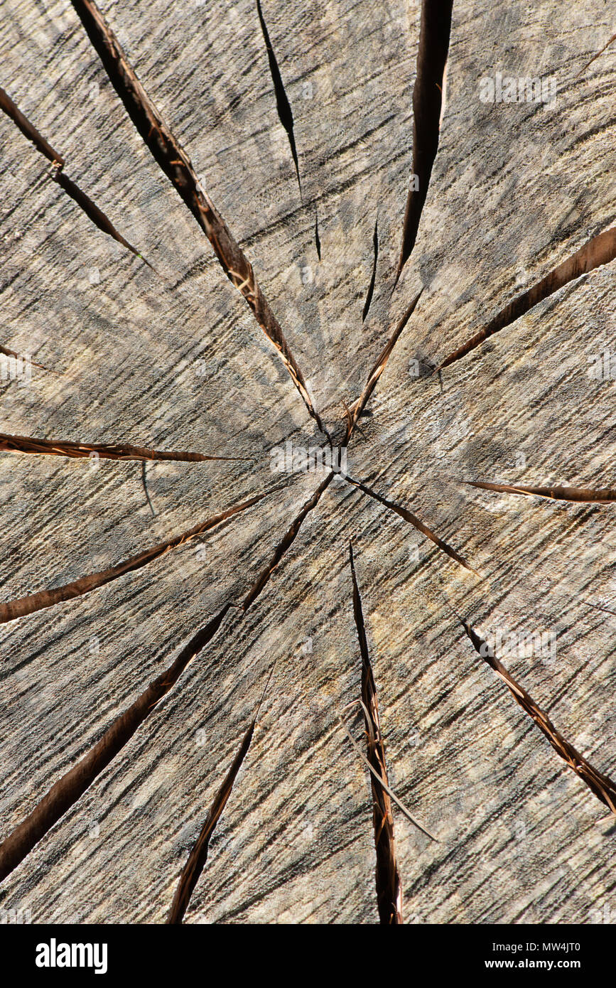 In holz Split (eukalyptusbaum) Stockfoto