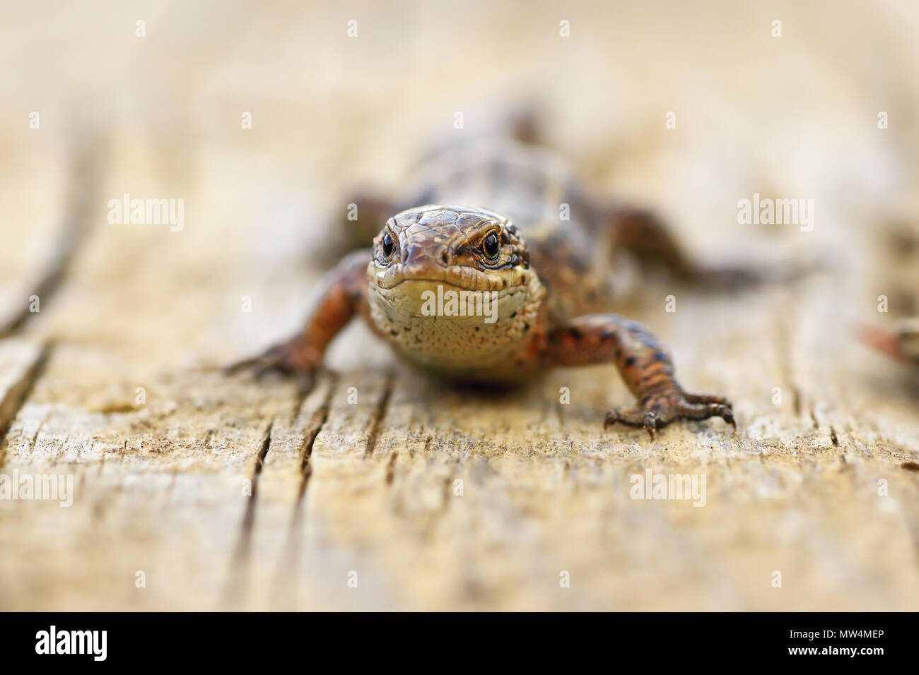 Nahaufnahme der lebendgebärenden Eidechse sonnt auf Holz Board (Zootoca Vivipara) Stockfoto