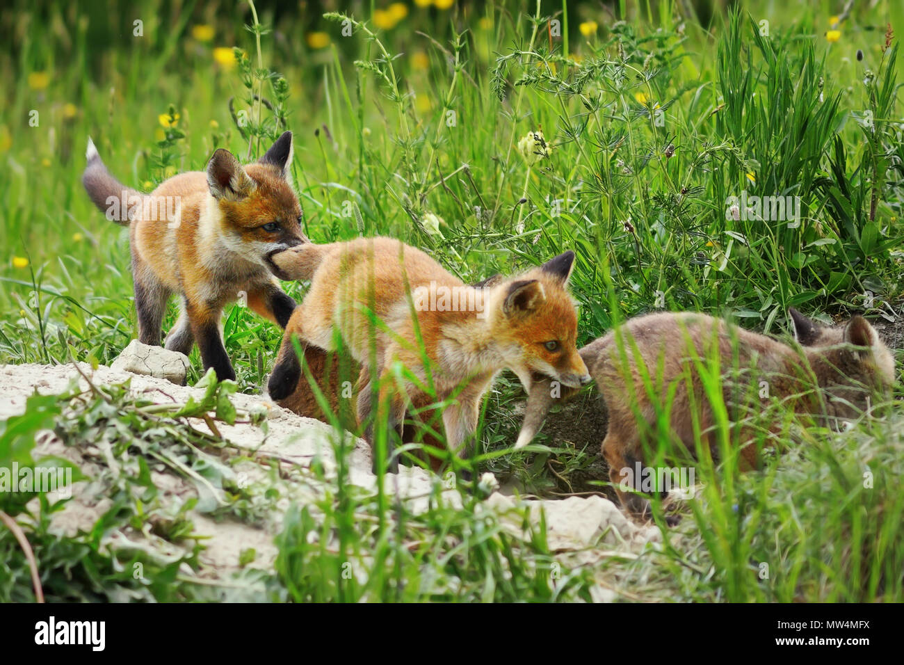 Cute europäischen Fox Cubs spielen zusammen in der Nähe der Höhle (Vulpes) Stockfoto