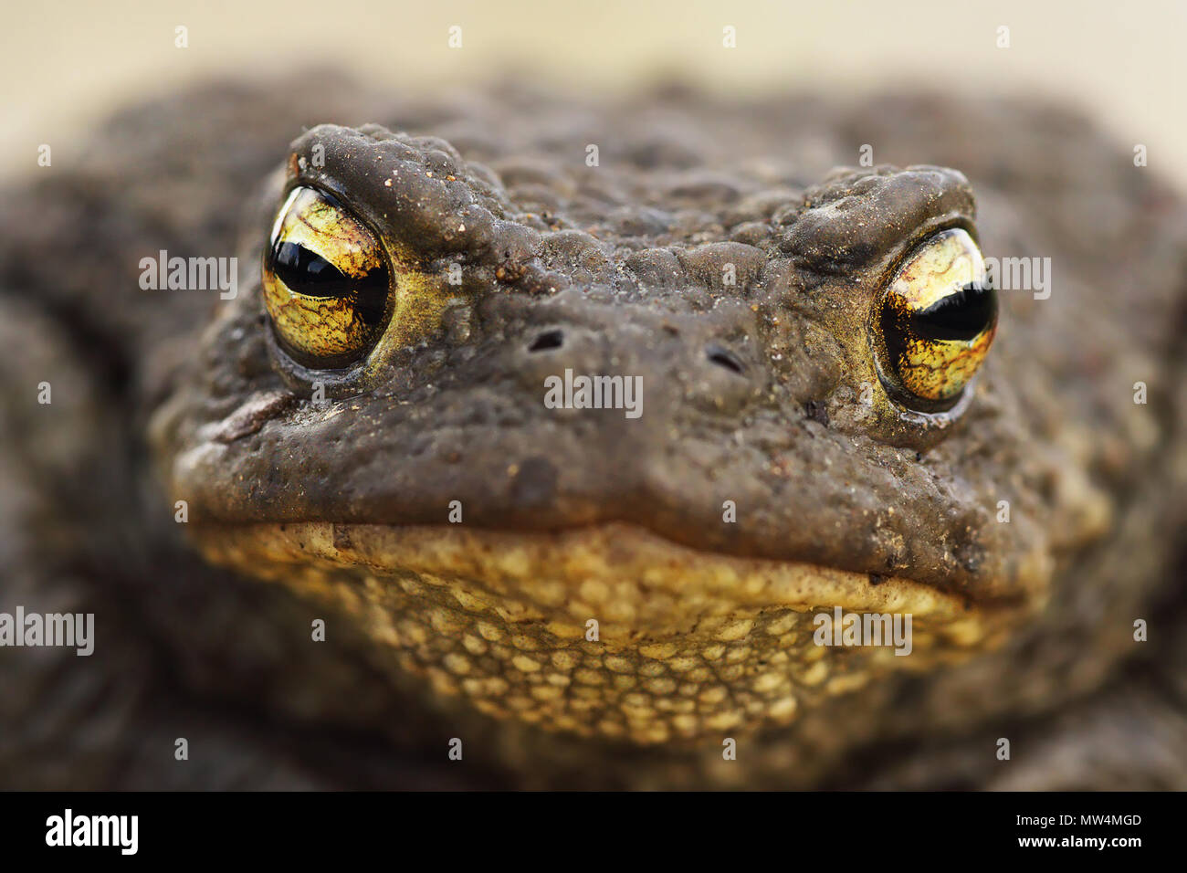 Makro Bild von Bufo bufo Kopf, die Gemeinsame braun Kröte Stockfoto