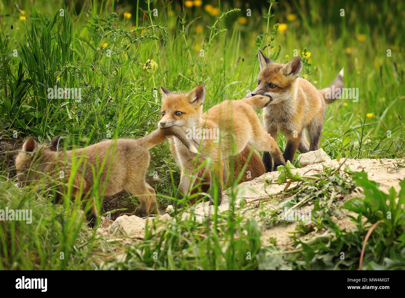 Verspielte Red Fox Cubs (Vulpes); junge Tiere in der Nähe der Höhle, während des Spielens Vixen ist heraus zu jagen. Stockfoto