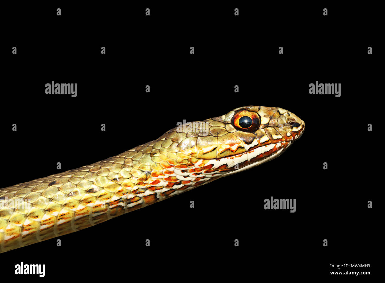 Porträt der schönen Schlange über dunklen Hintergrund (Malpolon insignitus, Ost montpellier Schlange) Stockfoto