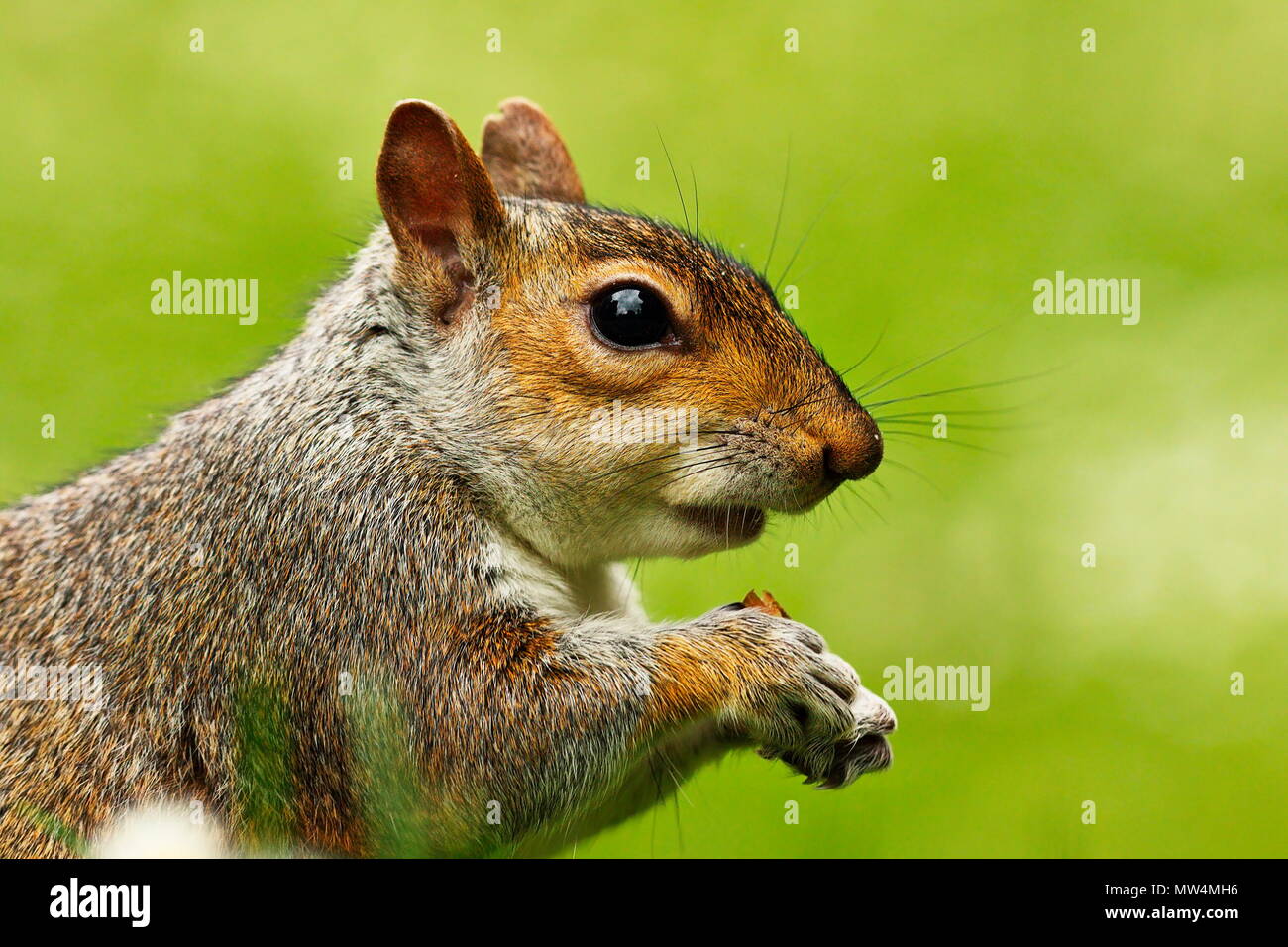 Portrait von grauen Eichhörnchen auf Grün aus Fokus Hintergrund (Sciurus carolinensis) Stockfoto