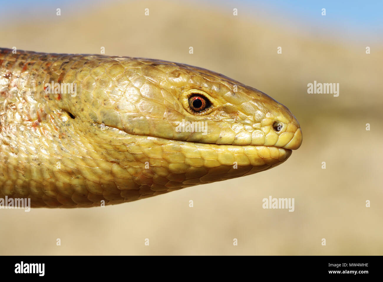 Portrait von sheltopusik, in der Nähe der wilden Tier (Pseudopus apodus) Stockfoto