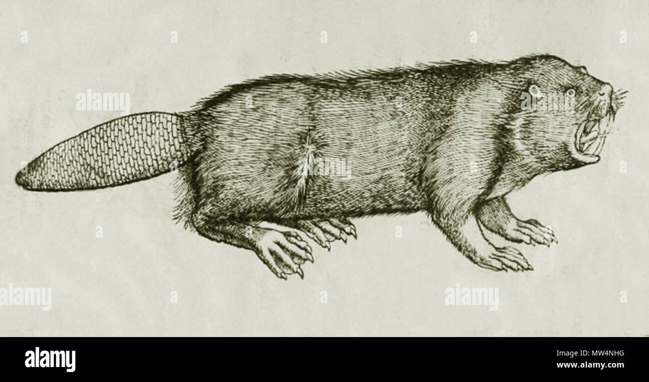 . Français: Tiefdruck d'un Castor, in Kap. "Quadrup Ferorum (quadrupèdes sauvages), p84, in Historiae animalium (Zürich, 1551) par Conrad Gessner (1516-1565). Il existe aussi des Version (colorées aquarellée) de cette Tiefdruck. 2 Februar 2014, 22:13:18. Anonym 117 Castor gesner Quadrup Ferorum detail Stockfoto
