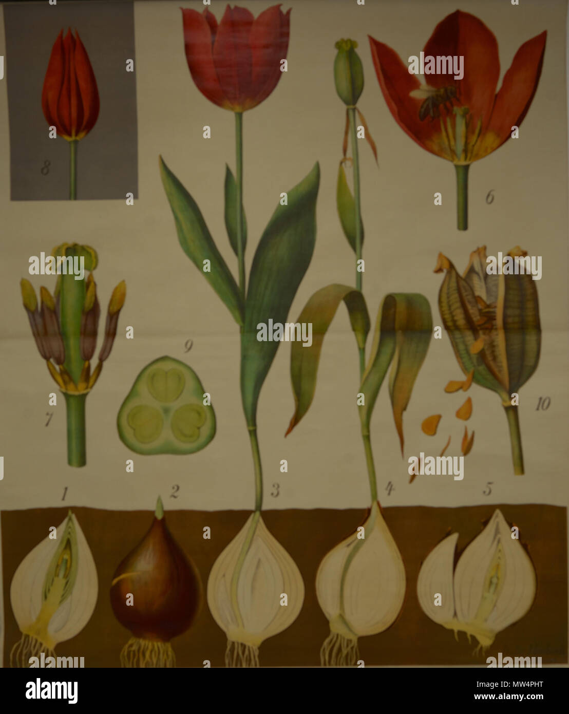 . Français: Planche d'Abbildung de Schmeils botanische Wandtafeln Anatomische Reihe. 17 April 2014, 07:57:12. Otto Schmeil 547 Schmeils botanische Wandtafeln Stockfoto