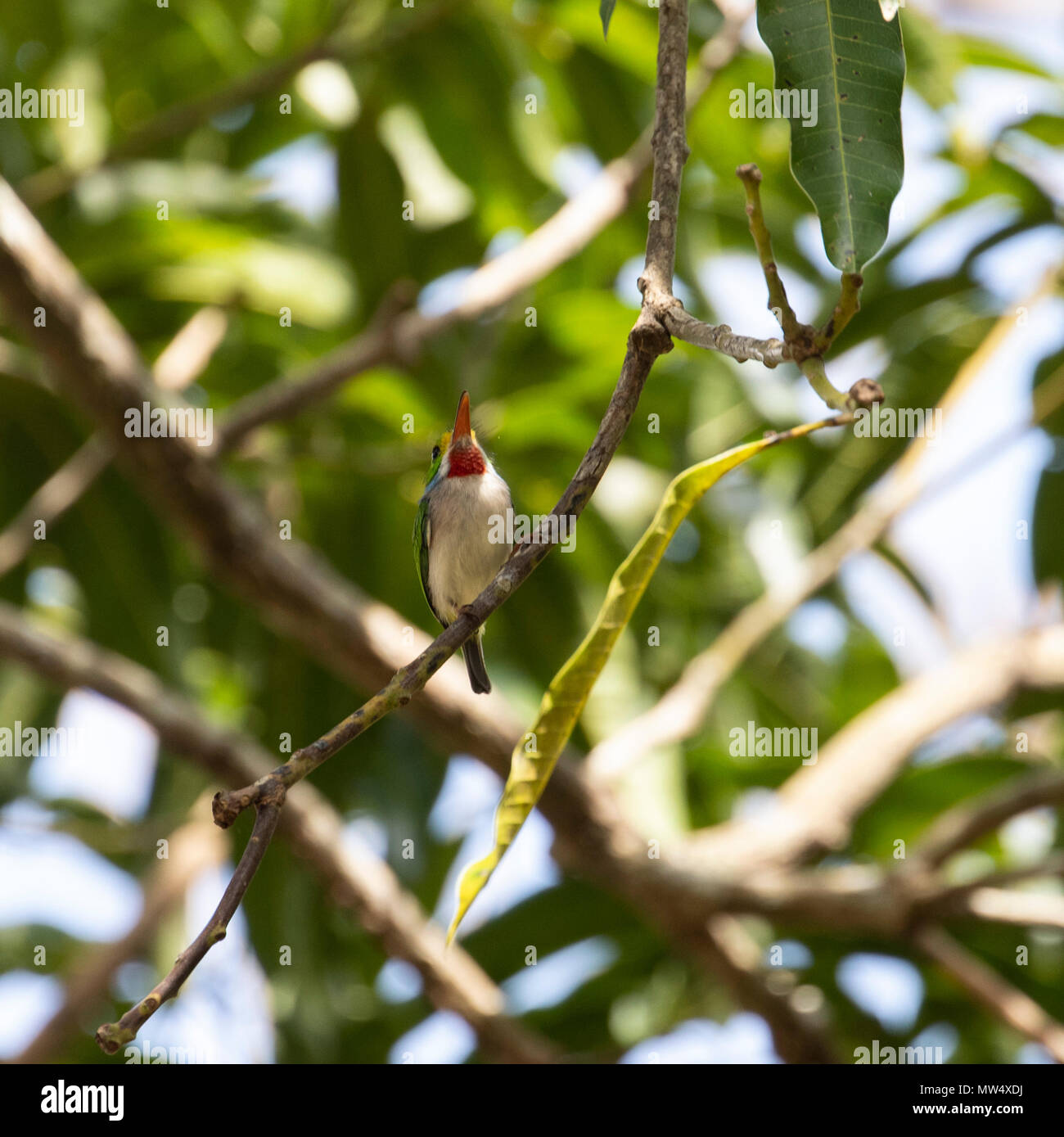 Kubanische heute, ein kleiner Vogel, auf einem Zweig sitzend Stockfoto