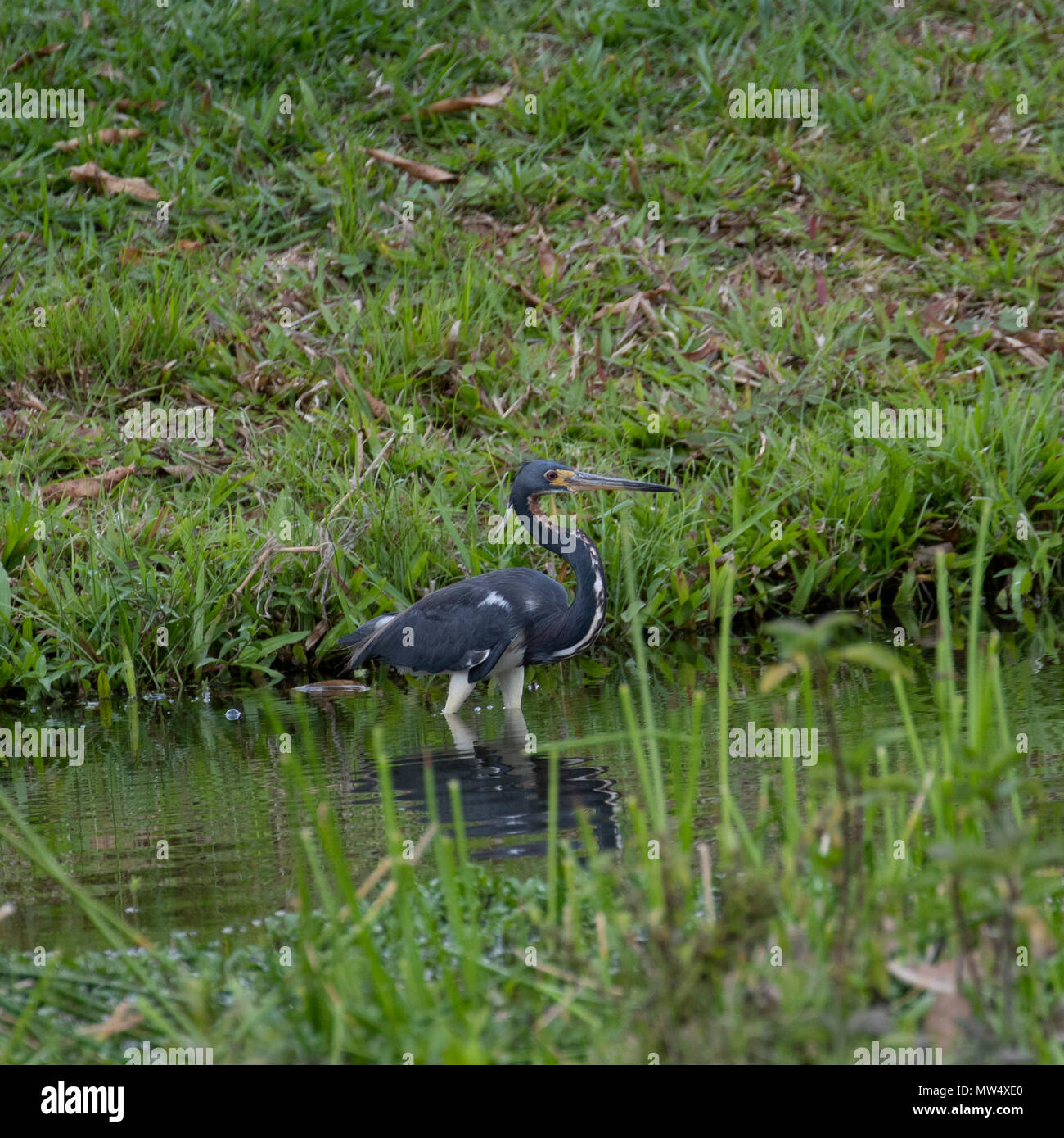 Dreifarbige Heron Fütterung im Stream Stockfoto