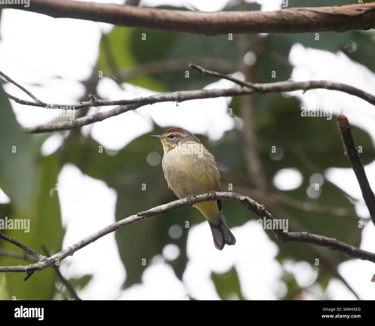 Palm warbler hocken in Kuba Stockfoto