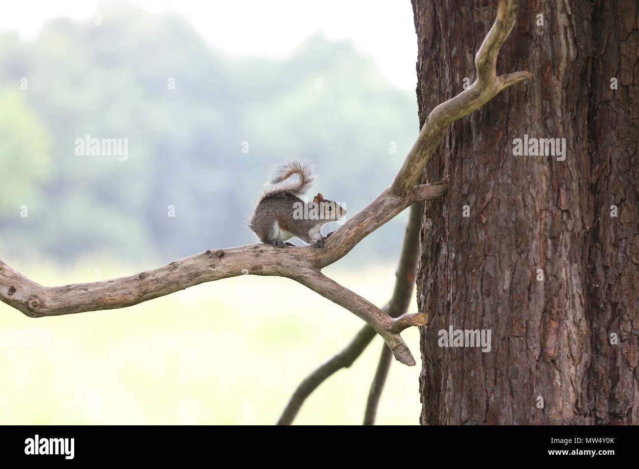 Graue Eichhörnchen im Richmond Park Stockfoto