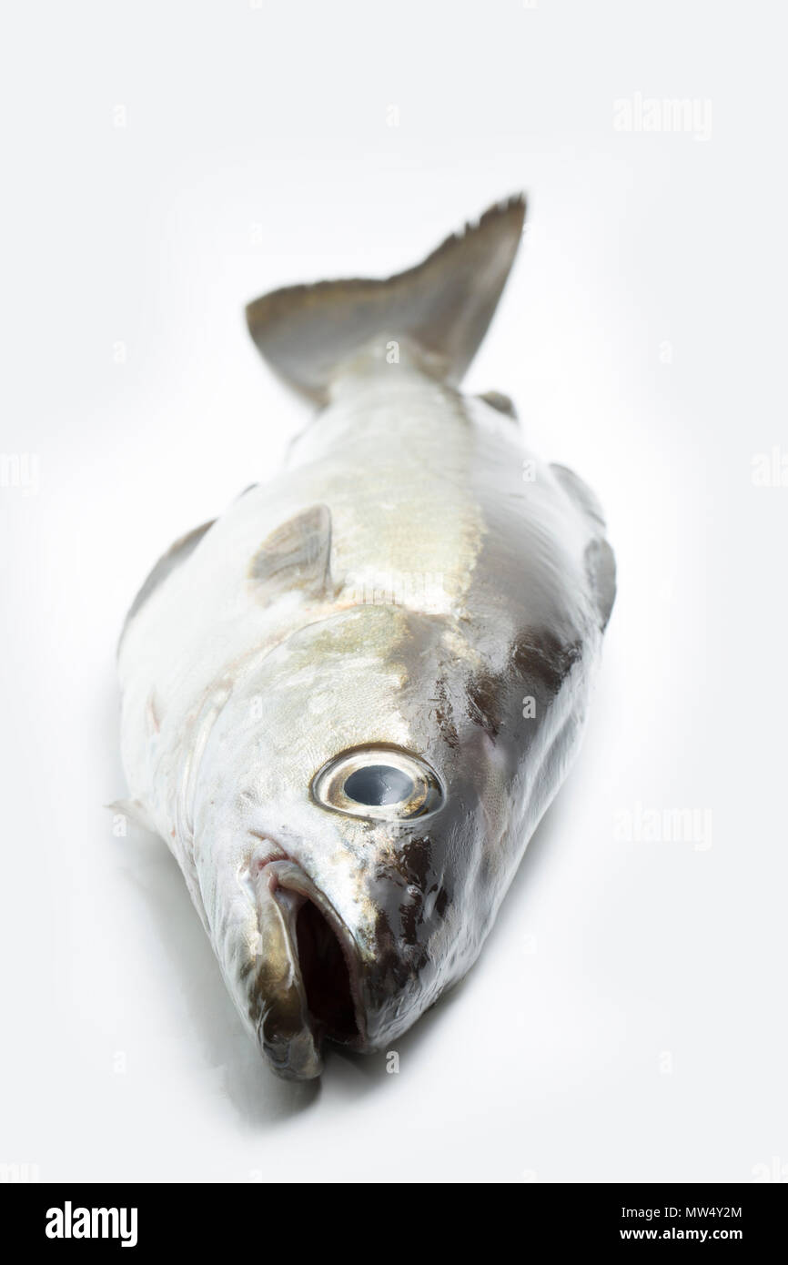 Ein Pollack aus ungefähr 5 lbs, Pollachius pollachius, im Englischen Kanal mit Stange verfangen und die Leitung an der Küste von Dorset, Dorset England UK GB Stockfoto