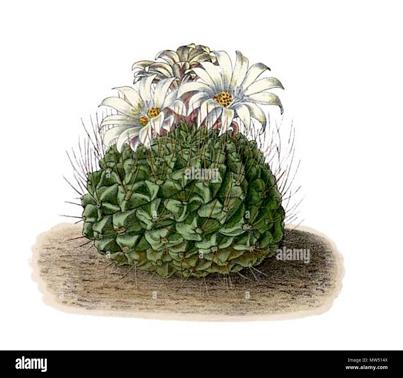 . Englisch: cephalophyllum Tigrina. 1904. Schumann, Gürke & Vaupel Peter A. Mansfeld für die Lösung Bild. 578 Cephalophyllum tigrina BlKakteenT 39a Stockfoto