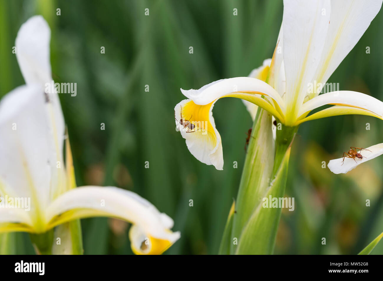 Mehrere Ameisen arbeiten hart auf einem weißen Iris Blume in den frühen Morgenstunden Stockfoto