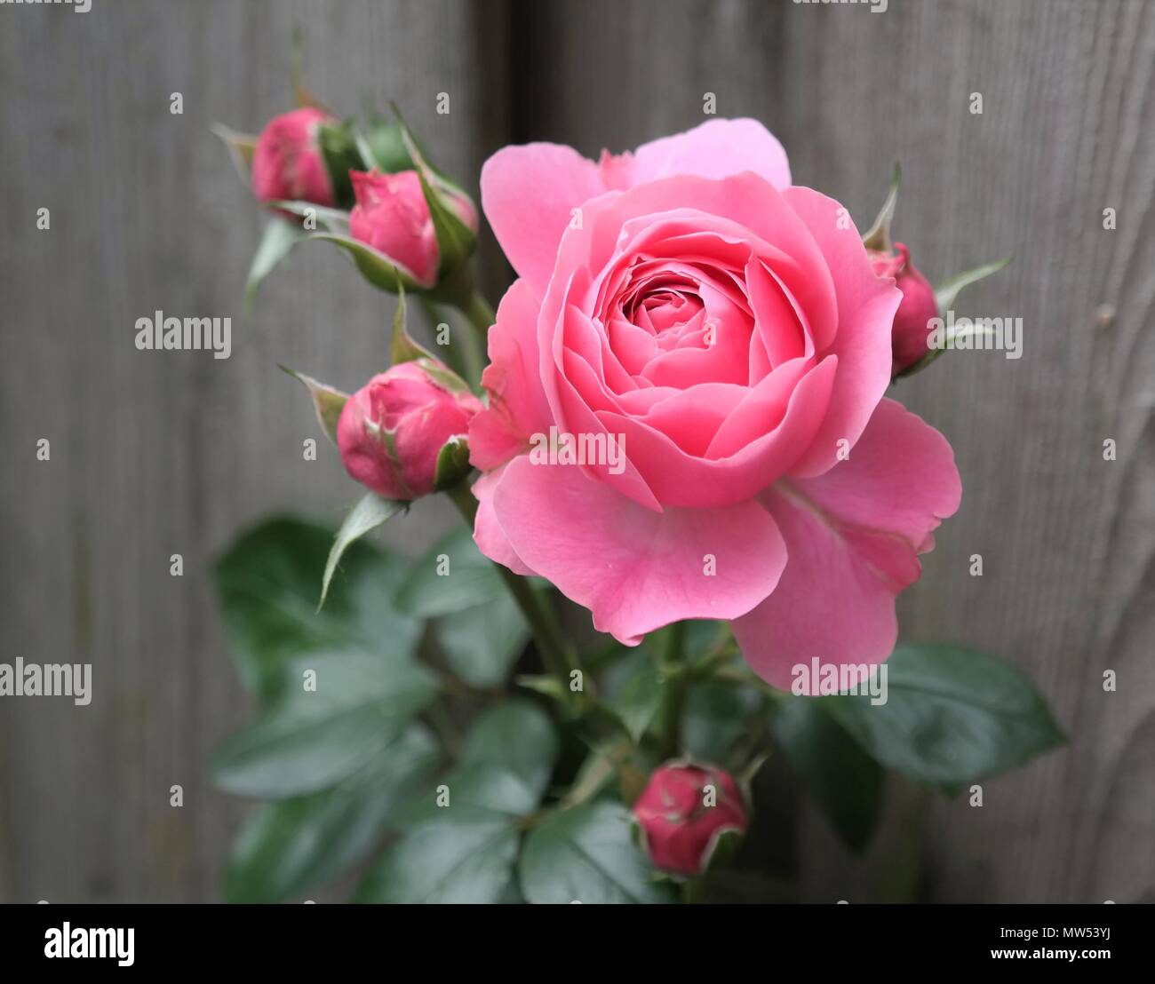 Pulsierende rosa Rose in voller Blüte und grünen Blättern. Details einer hellen Sommer Blume. Natürliche floral background Text und Raum Stockfoto
