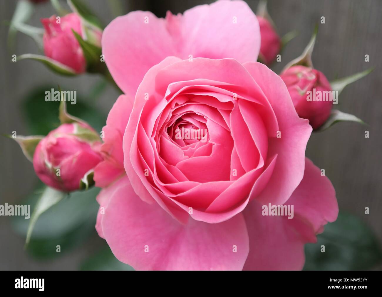 Nahaufnahme von einem lebhaften Rosa Rose umgeben von Knospen aus einer Rose und grüne Blätter Stockfoto