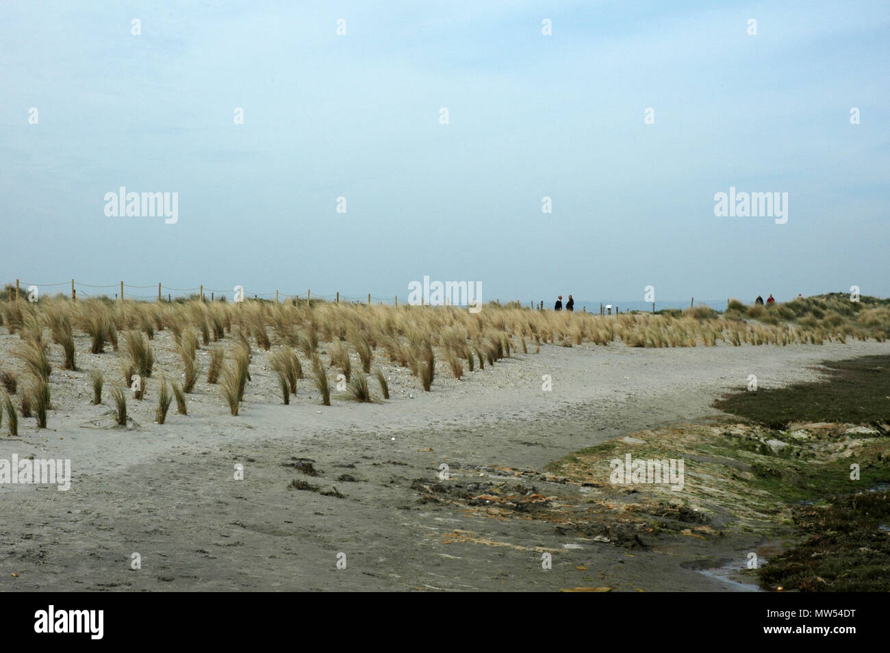 Marram Gras, (Ammophila) gepflanzt Sand in Ost, West wittering zu stabilisieren. Stockfoto