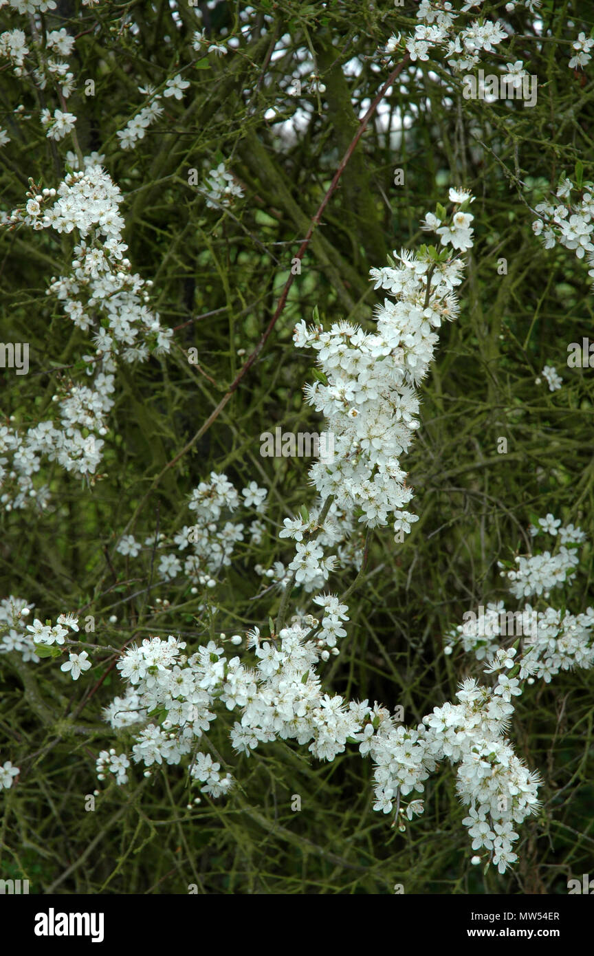 Blackthorn Blume, (Prunus spinosa). Stockfoto