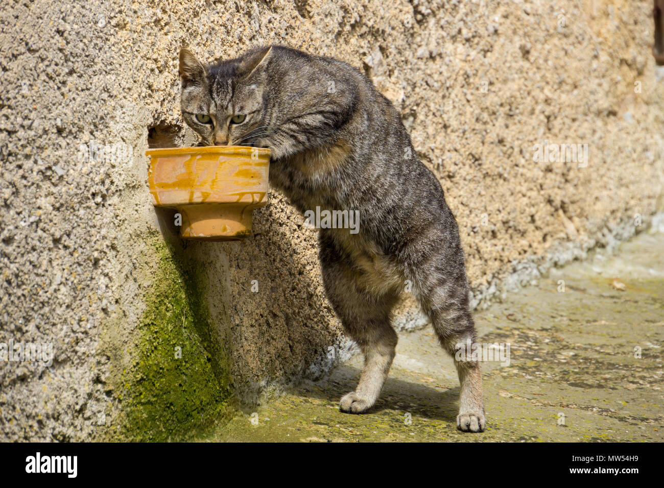 Mallorca, Durstige Katze stehend und Trinkwasser aus Schale Stockfoto