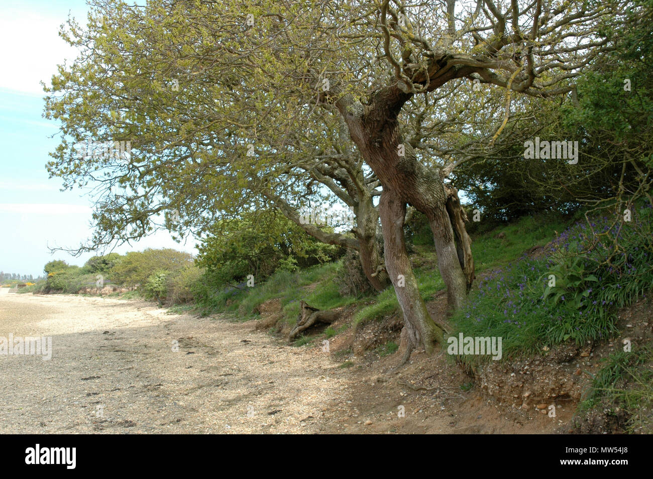 Seltsam geformte Eichen (Quercus robur) an der Küste im Osten, West Wittering. Stockfoto