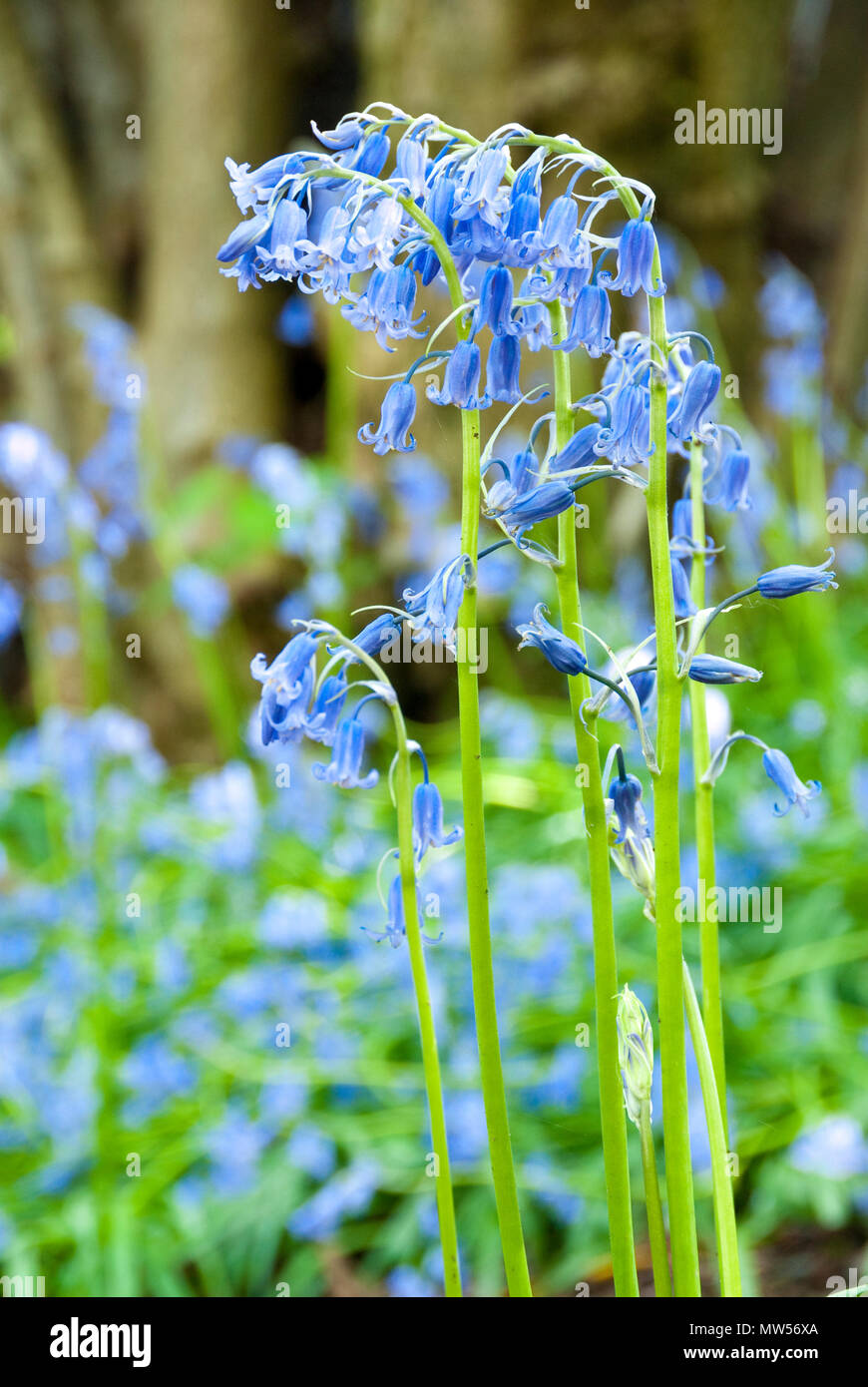 Nahaufnahme auf einem heiklen Bluebell Blume an der Unterseite eines hazel Baum im Frühjahr wachsen, carbrook Schlucht Naturschutzgebiet, Sheffield UK Stockfoto