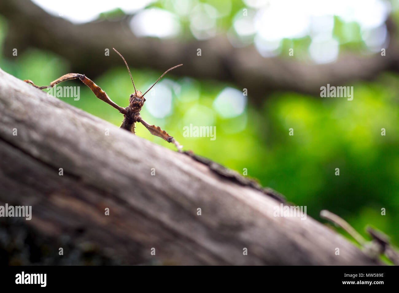 Stacheligen stick Insekt auf einem Baum Stockfoto