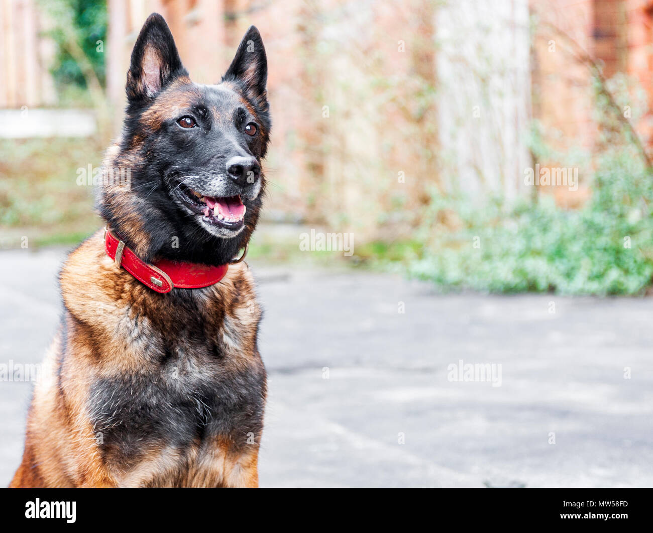 Der Malinois, oder belgische Malinois, ist eine größere Brut des Hundes, obwohl - wie eine Vielzahl der Belgischen Schäferhund nicht als eigene Rasse. Stockfoto