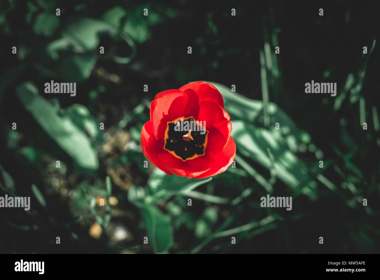 Ansicht von oben eine rote Tulpe. Rote Tulpe auf dunkelgrünem Hintergrund. Stockfoto