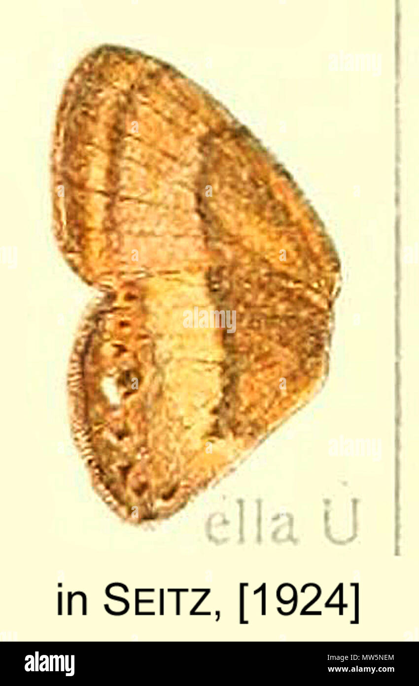 . Englisch: Euselasia Ella von der ursprünglichen Beschreibung. 1924. Adalbert Seitz 184 EllaSeitz 1924 Stockfoto