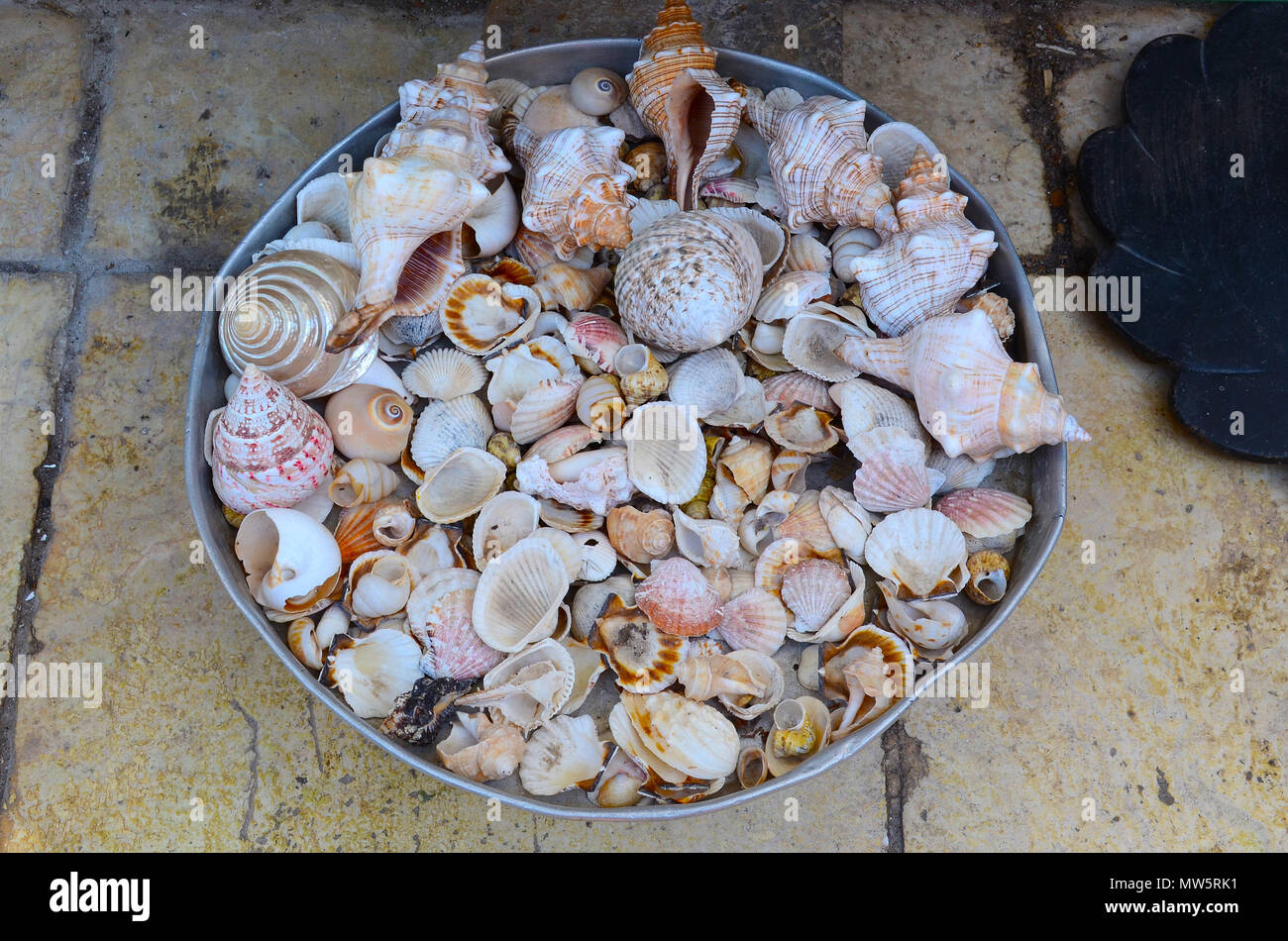 Placer von kleinen und mittleren Muscheln in einer Blechdose Stockfoto