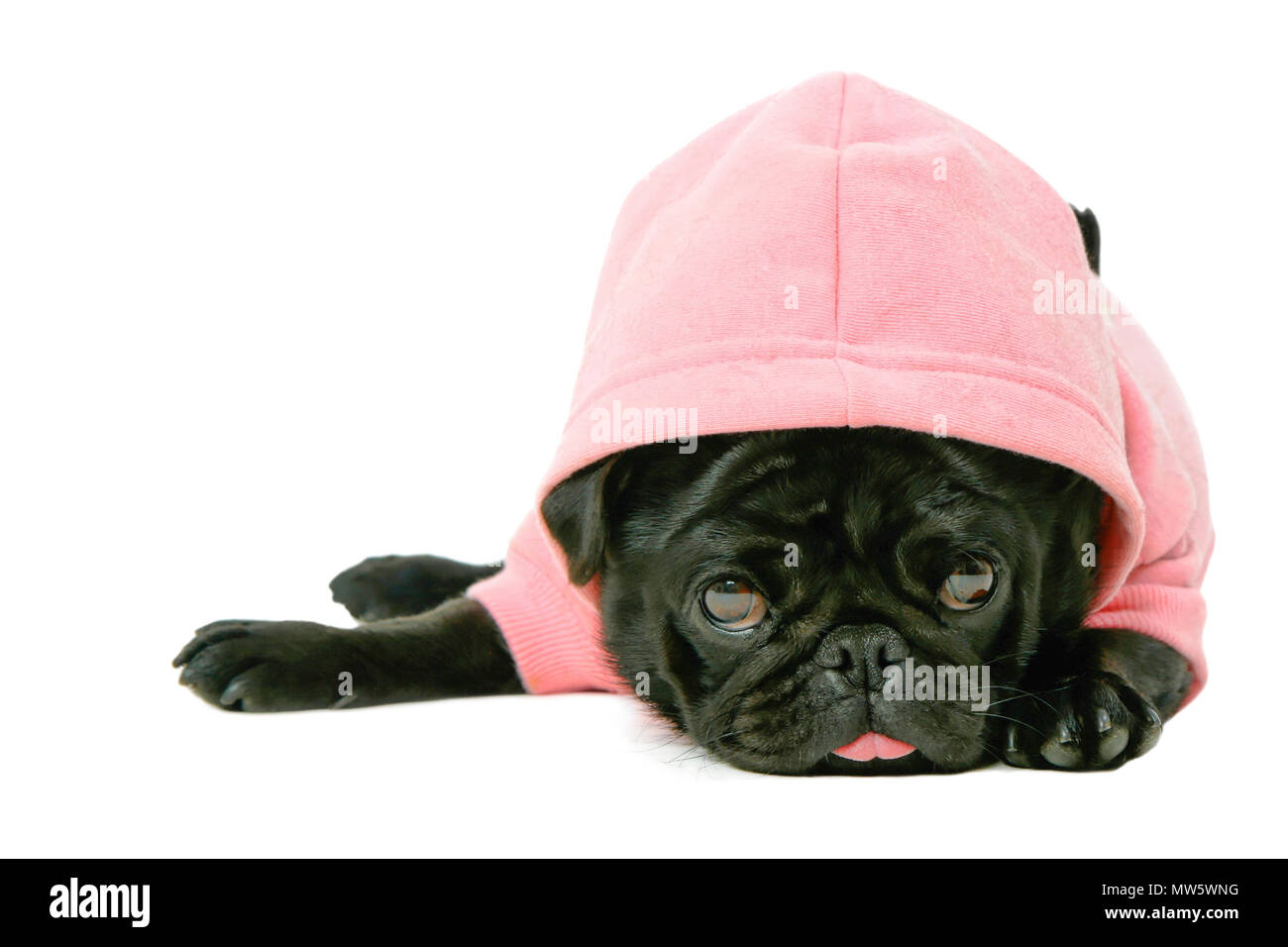 Ziemlich niedlich kleinen schwarzen weiblichen Mops Welpen Hund in Pink pet hoodie Kleidung heraus haften Zunge auf weißem Hintergrund Stockfoto