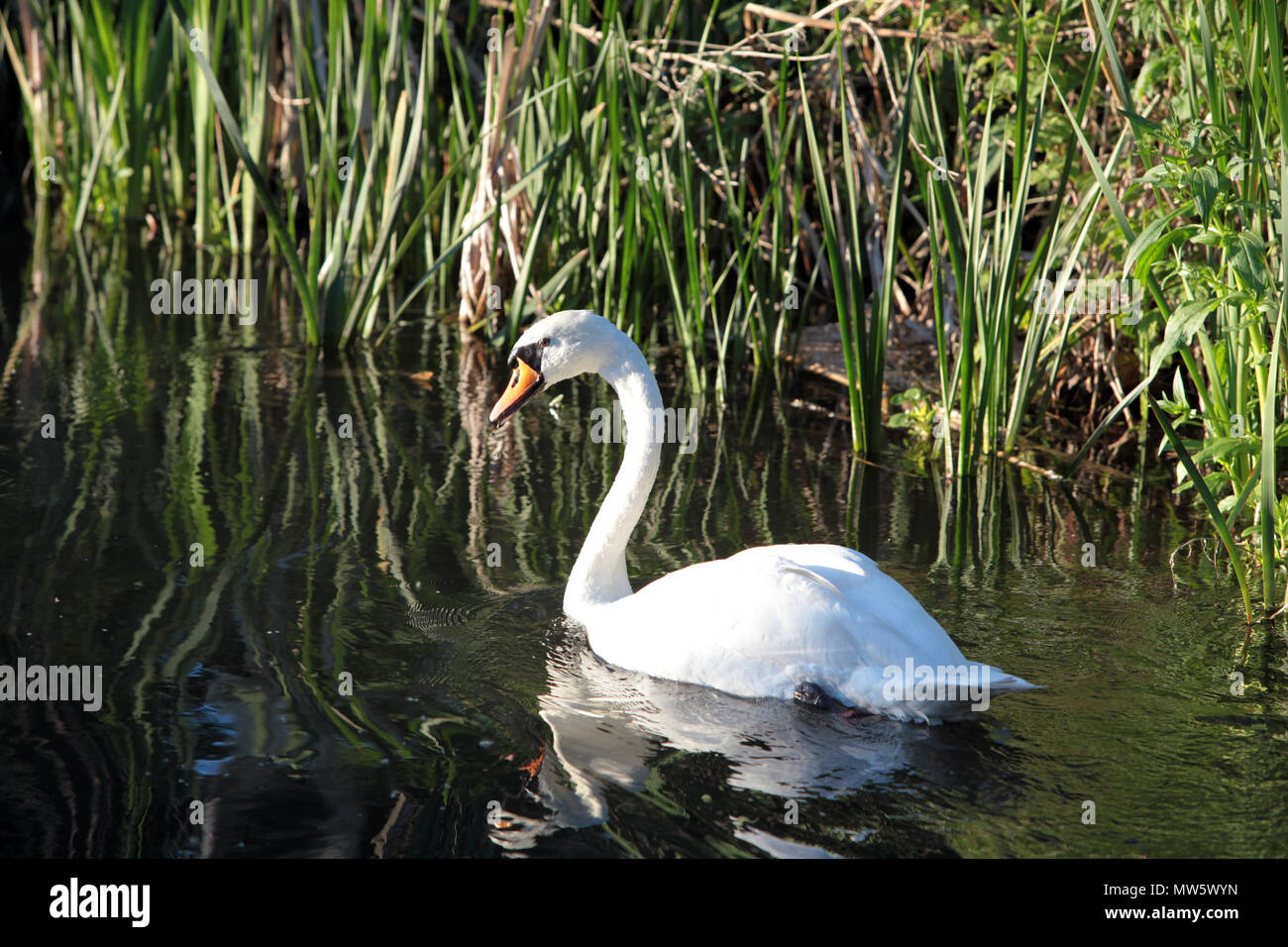 Ein Schwan auf dem Fluss Wylye in Wiltshire. England. 2018 Stockfoto