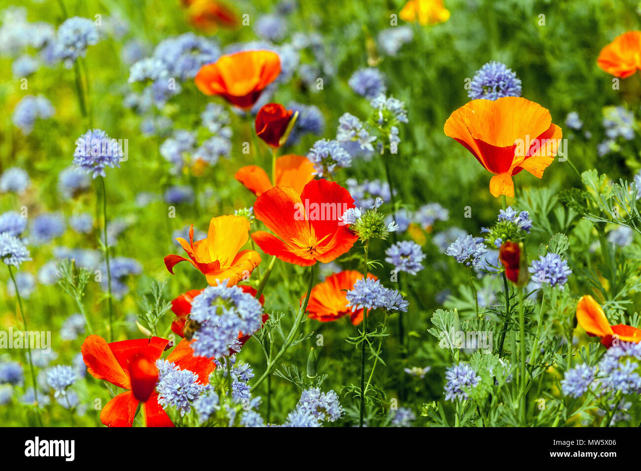 Eschschscholzia californica - kalifornischer Mohn, gemischte Blüten für einjährige Gärten Globe Gilia, die zusammen blüht Stockfoto