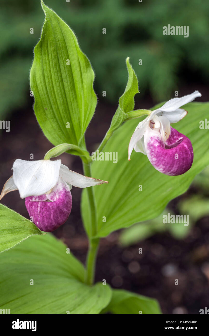 Frauenschuh Cypripedium reginae Stockfoto