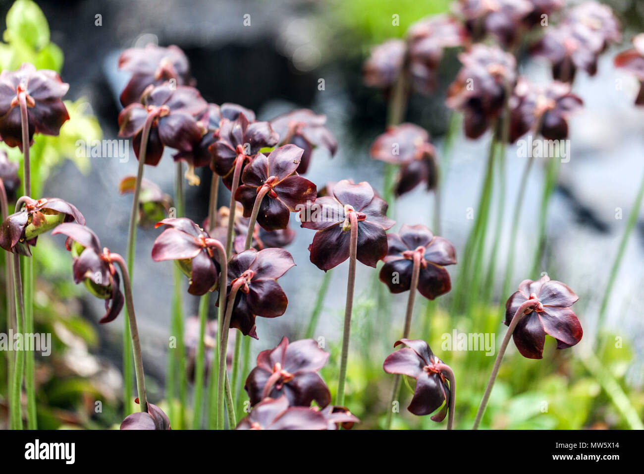 Sarracenia purpurea, Lila Kannenpflanze Stockfoto